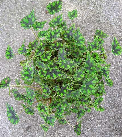 B. bowerae var. nigramarga